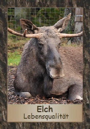 Elch