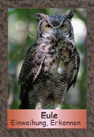 Eule