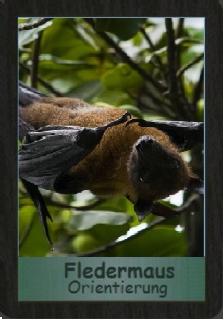 Fledermaus