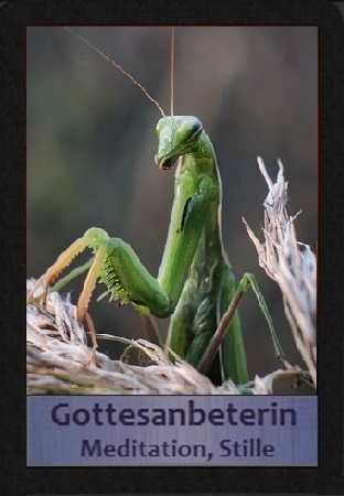 Gottesanbeterin