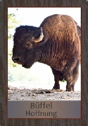 Bison